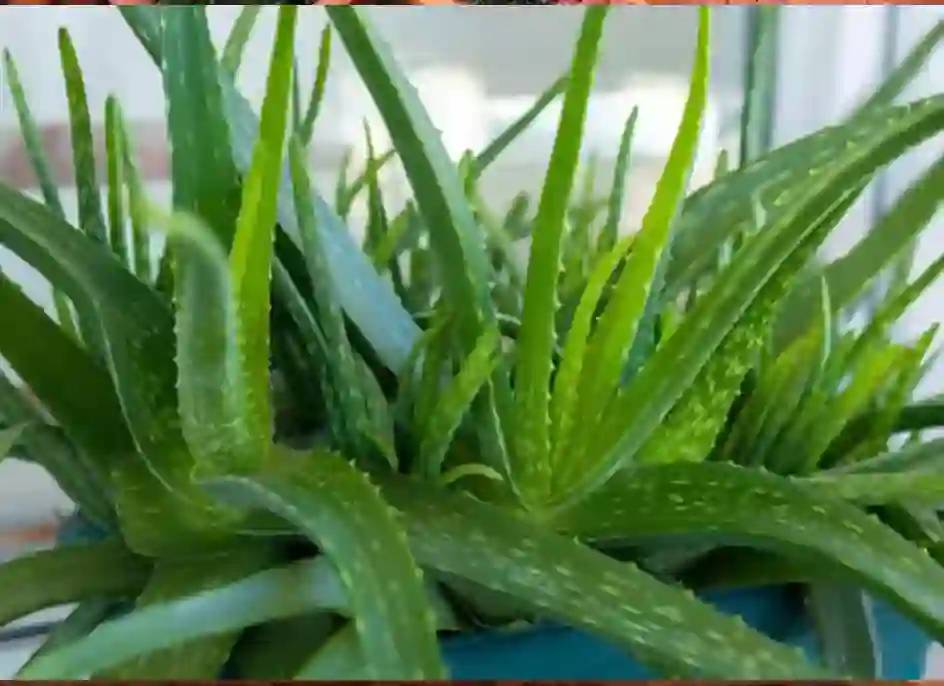 Gaziantep'te, Evinize Bereket ve Huzur Katacak 8 Şifalı Bitki! 2